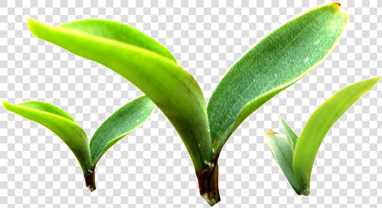 Three Buds Sprouting Plants Transparent Plant Vector  HD Png DownloadTransparent PNG