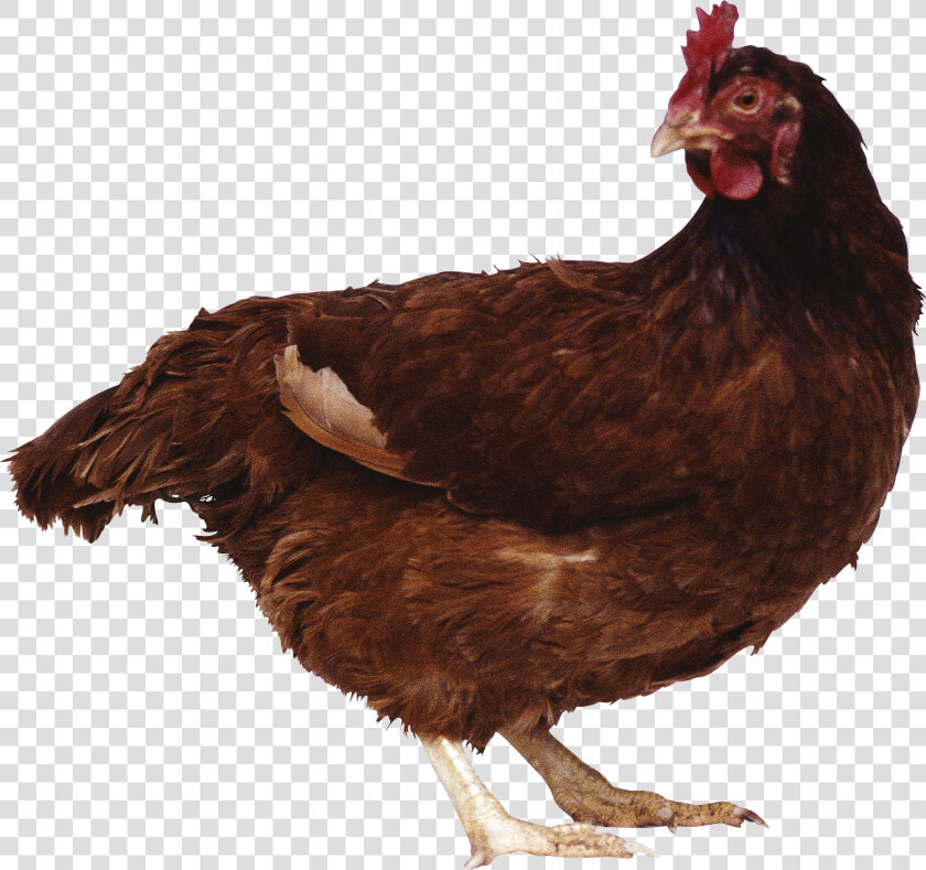 Chicken Png Image   Brown Chicken Png  Transparent PngTransparent PNG