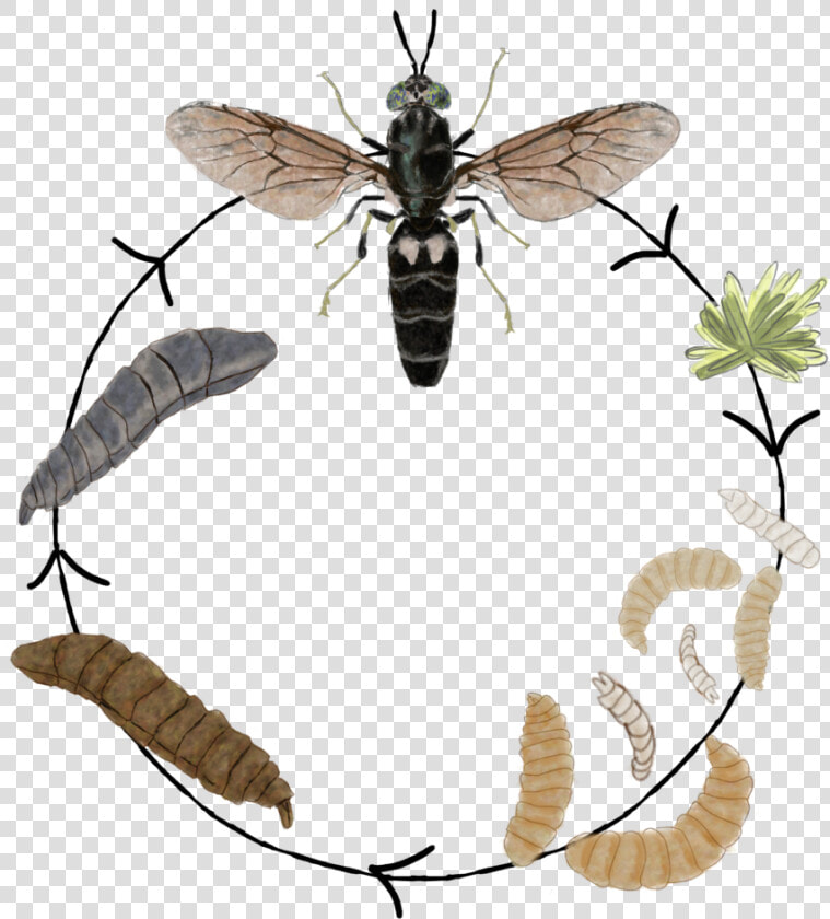 Net winged Insects  HD Png DownloadTransparent PNG