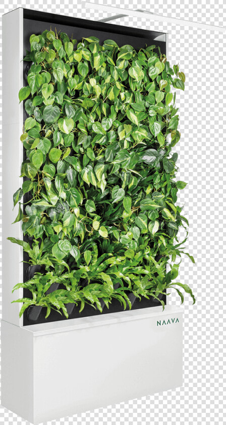 Naava Green Wall  HD Png DownloadTransparent PNG