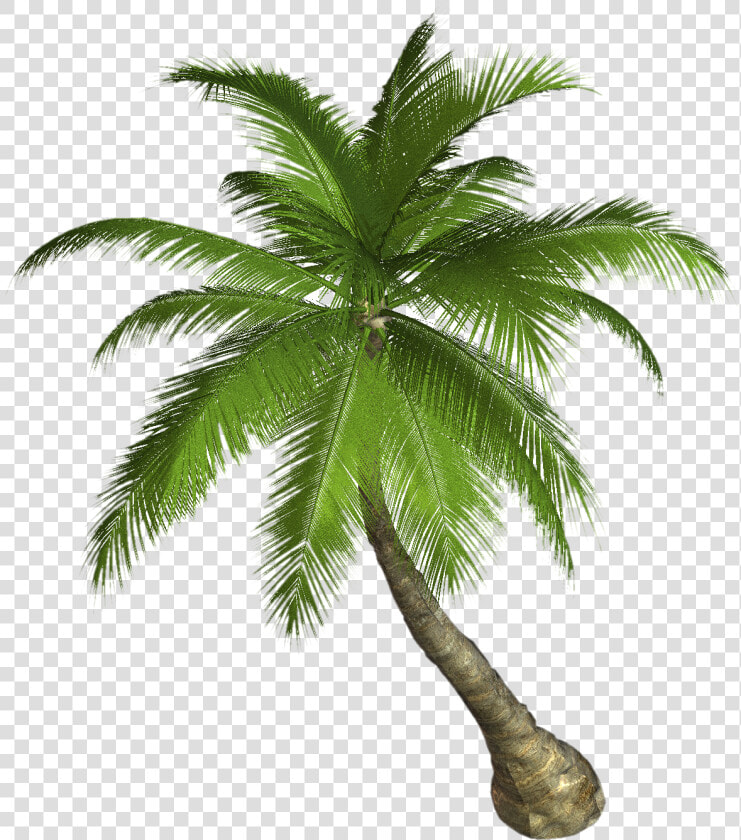 Free High Resolution Graphics And Clip Art   Palm Tree Png Hd  Transparent PngTransparent PNG