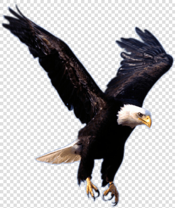 Eagle Landing   Transparent Background Eagle Logo  HD Png DownloadTransparent PNG