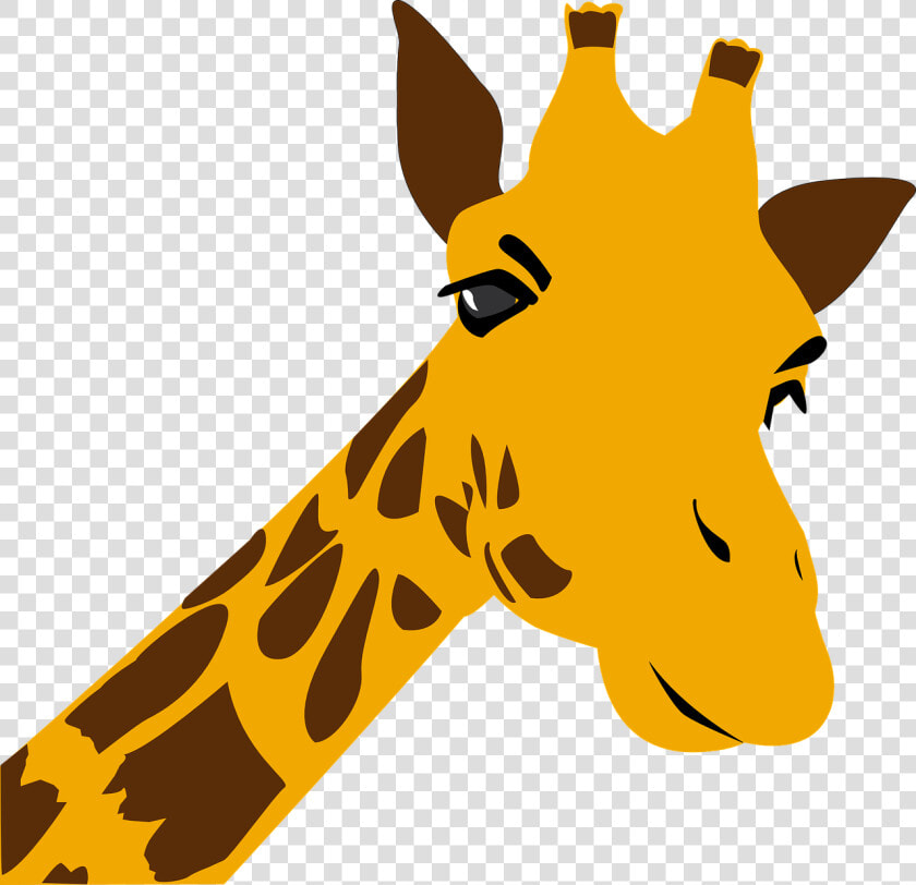 Giraffe Zoo Africa Free Photo   Graphic Giraffe  HD Png DownloadTransparent PNG