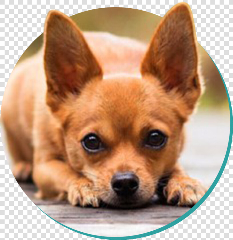 Chihuahua  HD Png DownloadTransparent PNG