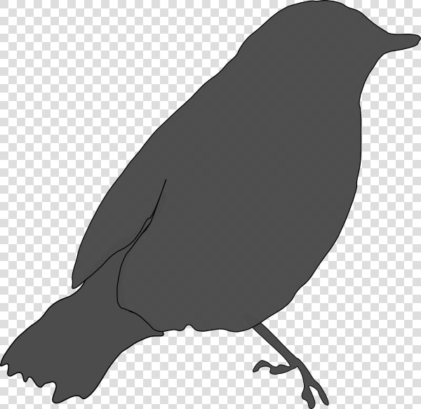 Gray Bird Svg Clip Arts   Birds Got Their Colours Story  HD Png DownloadTransparent PNG