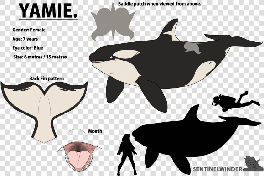 Yamie   The Nomming Orca   Yamie Orca  HD Png DownloadTransparent PNG