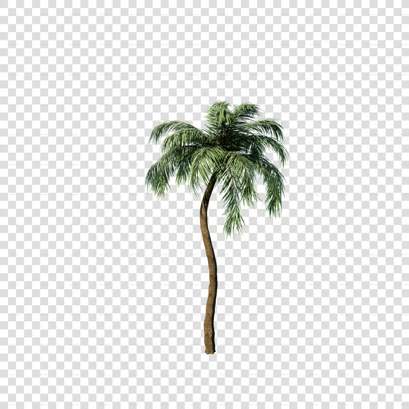 Transparent Palm Png   Borassus Flabellifer  Png DownloadTransparent PNG