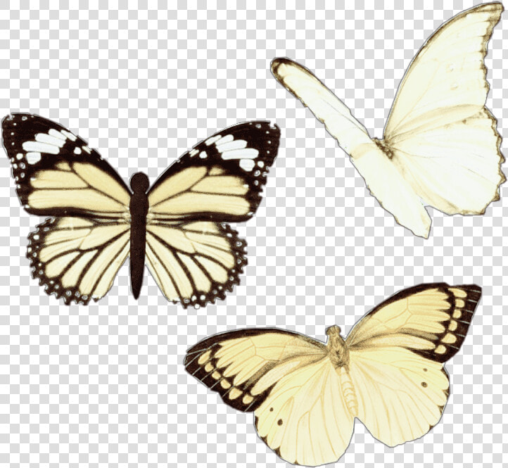  png  aesthetic  moodboard  niche  moodboardfiller   Vsco Butterfly  Transparent PngTransparent PNG