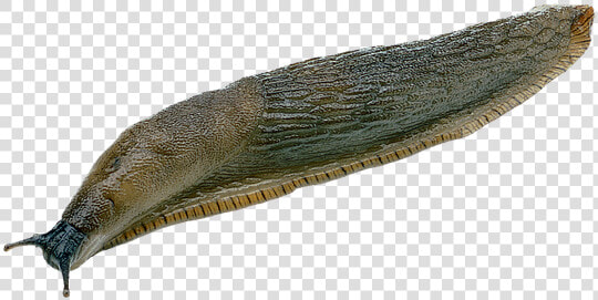 Slug Png   Slugs Png  Transparent PngTransparent PNG