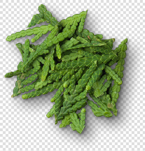 Herbal  HD Png DownloadTransparent PNG