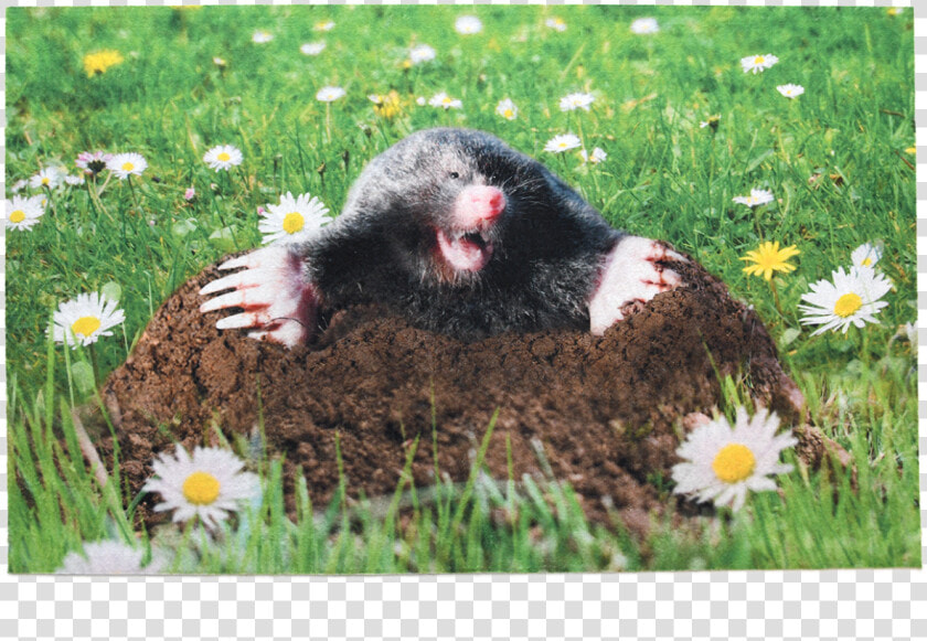 Doormat Mole   Cheeky Mole Door Mat  HD Png DownloadTransparent PNG