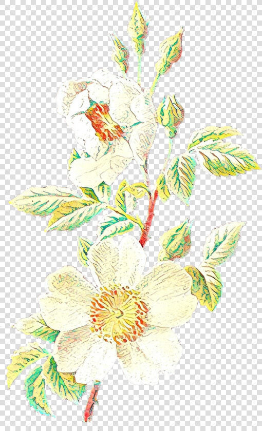 Vintage Flower Illustration Png   Transparent Cartoons   Evergreen Rose  Png DownloadTransparent PNG