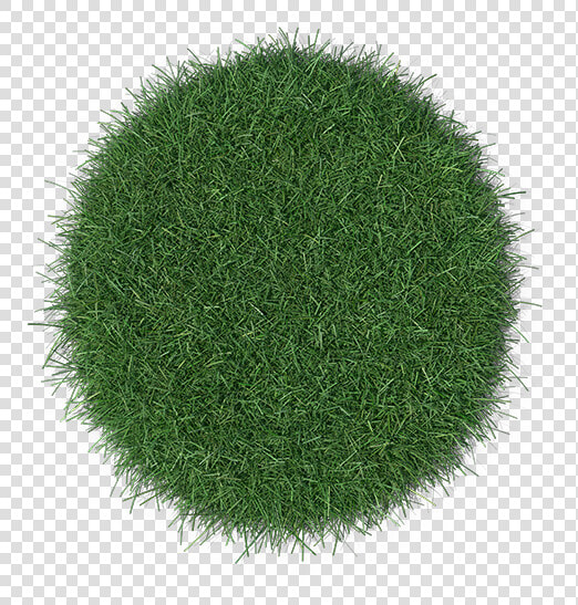 Chlorophyta  HD Png DownloadTransparent PNG