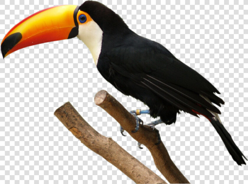 Tucano Freetoedit   Transparent Toucan Png  Png DownloadTransparent PNG