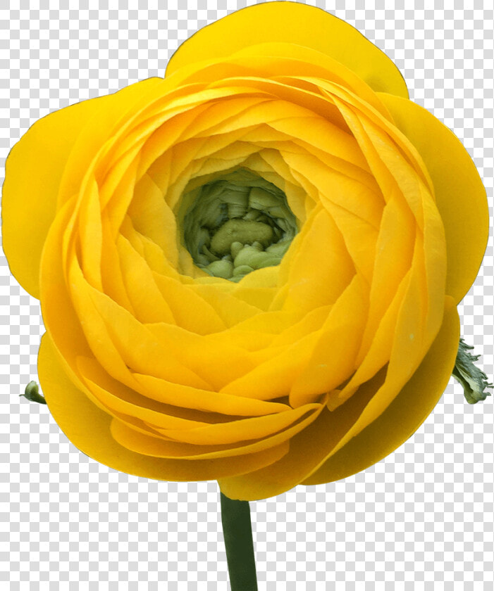 Get Ranunculus Yellow Flowers Lowest Cost Online   Persian Buttercup  HD Png DownloadTransparent PNG