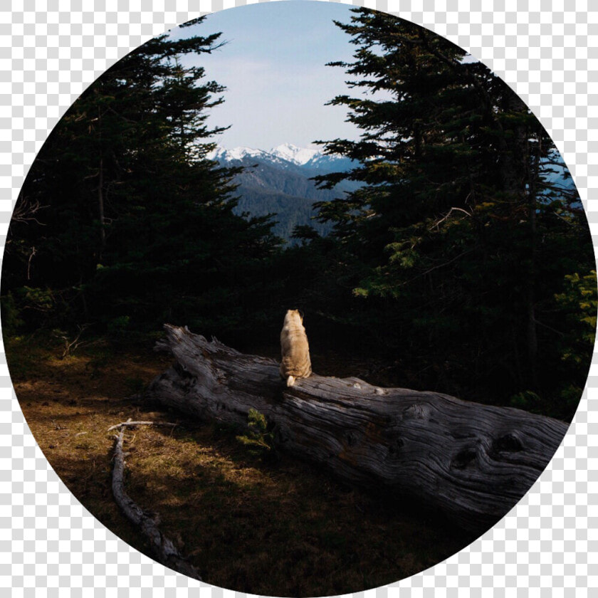 Aesthetic Background Pug Tree   Circle Aesthetic Transparent Forest  HD Png DownloadTransparent PNG