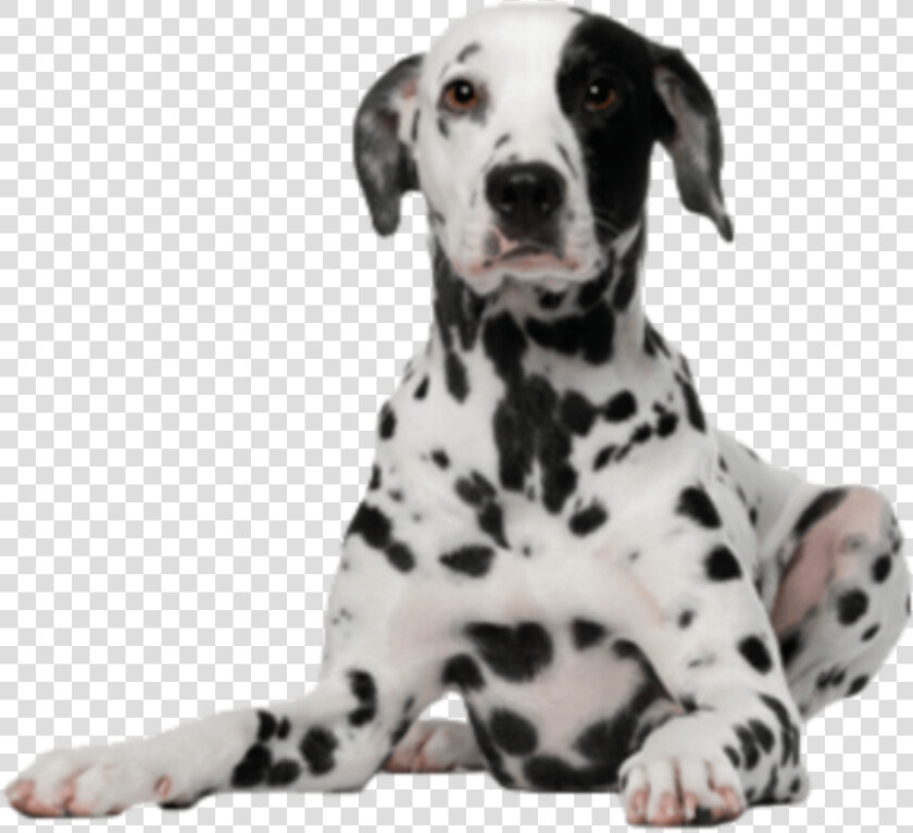 Great Dane Png  Transparent PngTransparent PNG