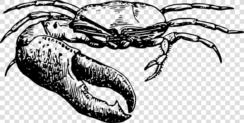 Line   Fiddler Crab Clipart  HD Png DownloadTransparent PNG