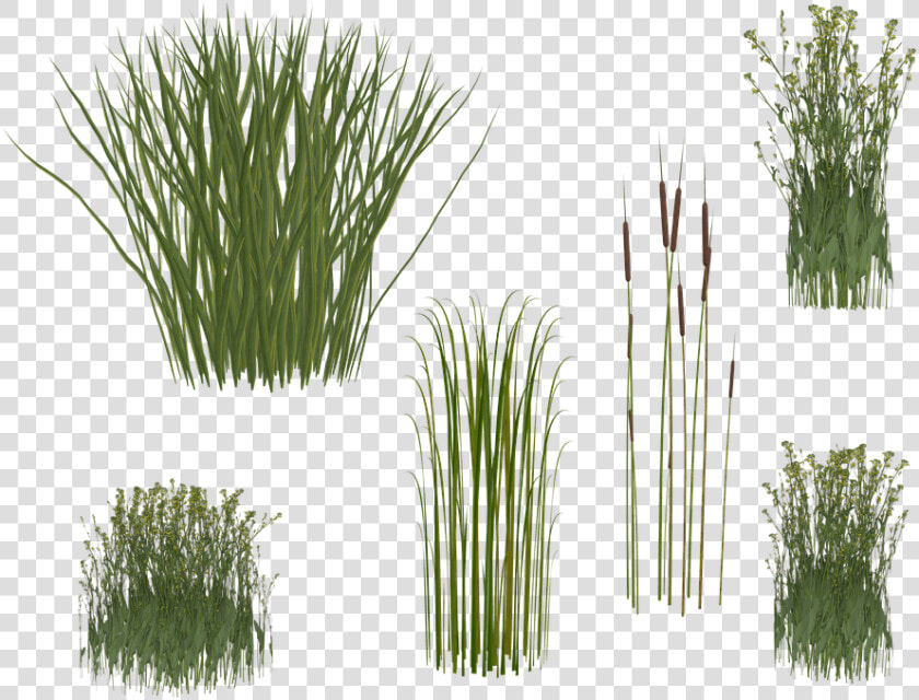 Reeds Png  Transparent PngTransparent PNG