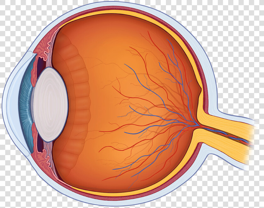 Human Eye Png   Eye Ball Cross Section  Transparent PngTransparent PNG