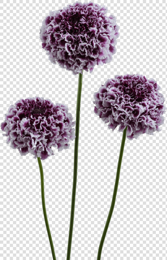 Pincushion Flower  HD Png DownloadTransparent PNG