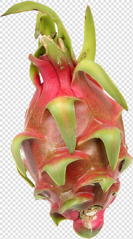 Pitaya  HD Png DownloadTransparent PNG