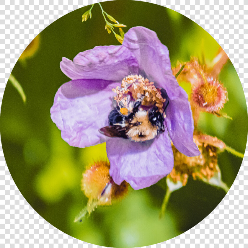 Pollen Feet   on Society6     Prickly Rose  HD Png DownloadTransparent PNG