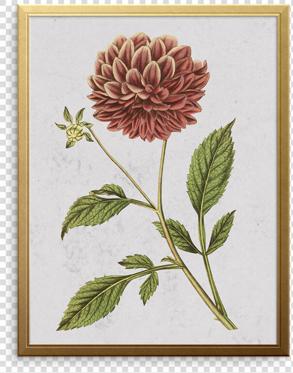 Double Purple Dahlia Art Print   Dahlia Scientific Drawings  HD Png DownloadTransparent PNG