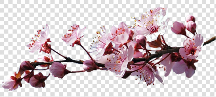 Df 8  The Branch Of Cherry Blossoms   Sakura Branch Png  Transparent PngTransparent PNG