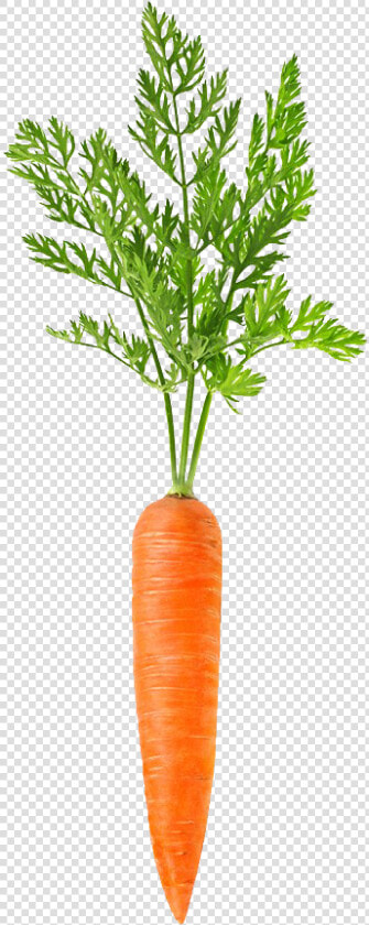 Carrot Free Transparent Image Hd Clipart   Carrot With Transparent Background  HD Png DownloadTransparent PNG