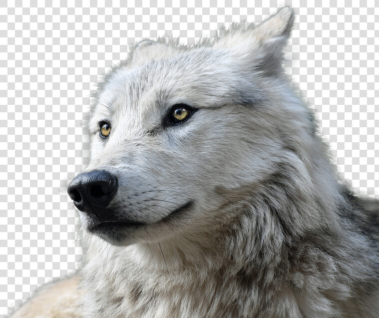 Wolf  Transparent  Animal  Nature  Animal World  Risk   Wolf Transparent  HD Png DownloadTransparent PNG