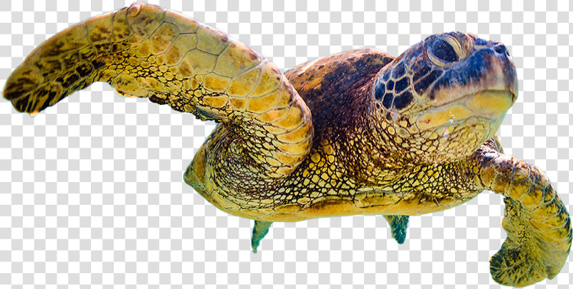 Website Design   Hawksbill Sea Turtle  HD Png DownloadTransparent PNG