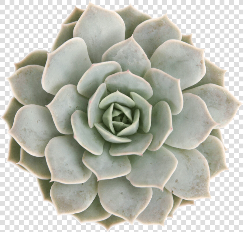 Succulents   Transparent Background Succulent Clip Art  HD Png DownloadTransparent PNG