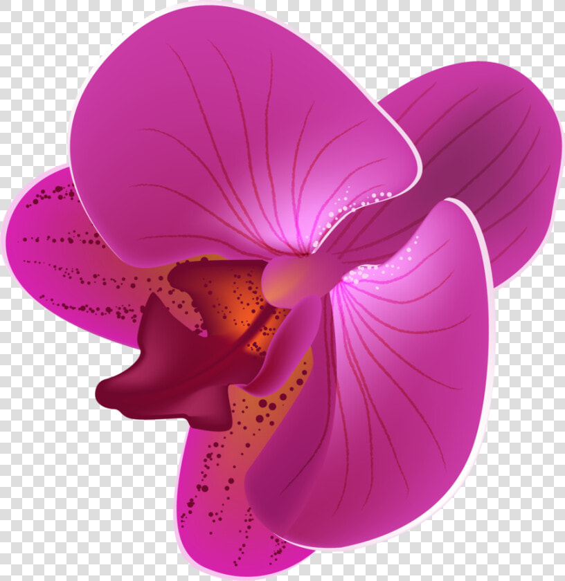 Orchid Clipart Animated   Orchid Flower Vector Png  Transparent PngTransparent PNG