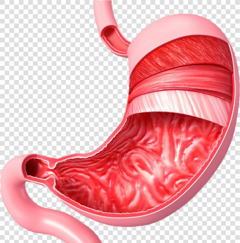 Muscular System On Emaze   Stomach Diagram No Labels  HD Png DownloadTransparent PNG