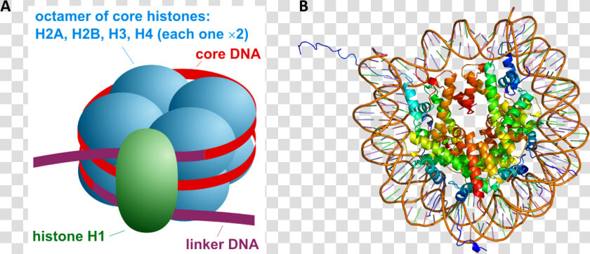 Histone Modification  HD Png DownloadTransparent PNG