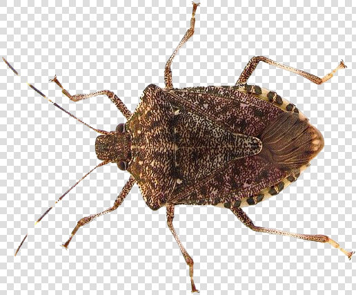 True Bug Insect Png Pic   Stink Bug Png  Transparent PngTransparent PNG