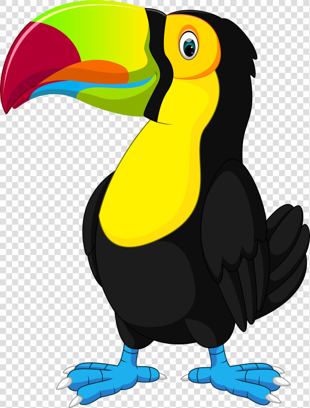 Clip Art Tucan Clipart  HD Png DownloadTransparent PNG