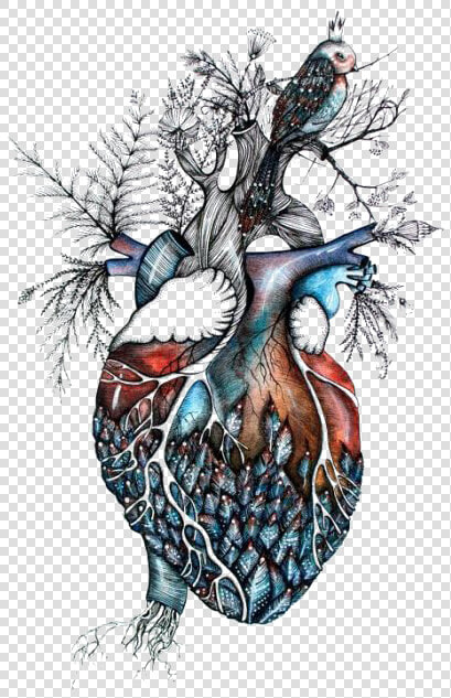  heart  surreal   Anatomical Heart And Bird  HD Png DownloadTransparent PNG