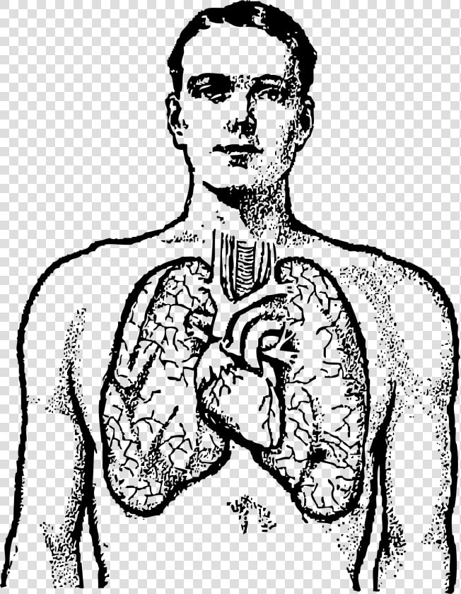 Human Body Clipart Chest   Human Lungs Clipart Black And White  HD Png DownloadTransparent PNG