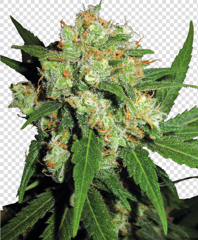 Sensi Skunk Sensi Seeds  HD Png DownloadTransparent PNG