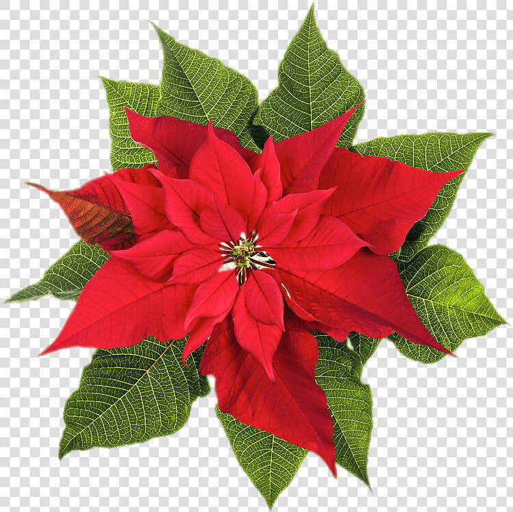 Poinsettia Top View   Poinsettia December Birth Flower  HD Png DownloadTransparent PNG