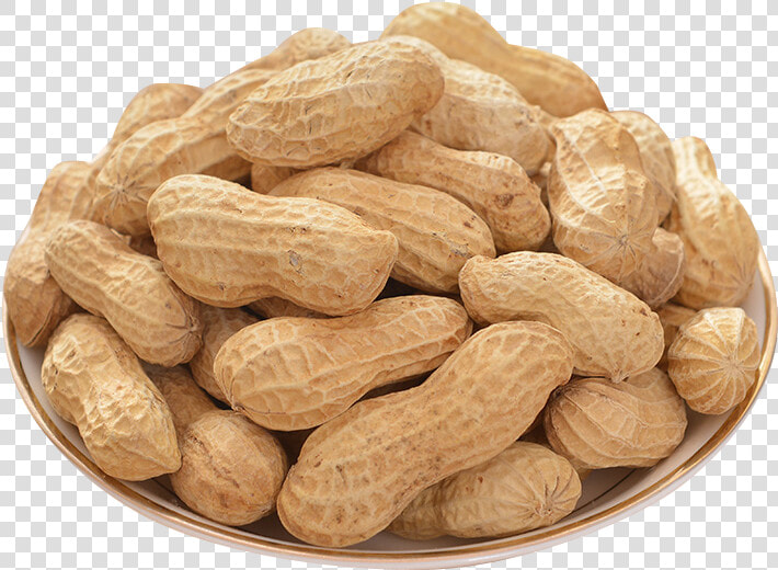 Peanut Png   Transparent Background Peanuts Png  Png DownloadTransparent PNG