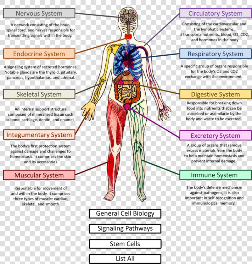 Body Systems   Human Body System Png  Transparent PngTransparent PNG