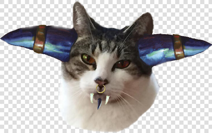 Cat Grabs Treat  HD Png DownloadTransparent PNG