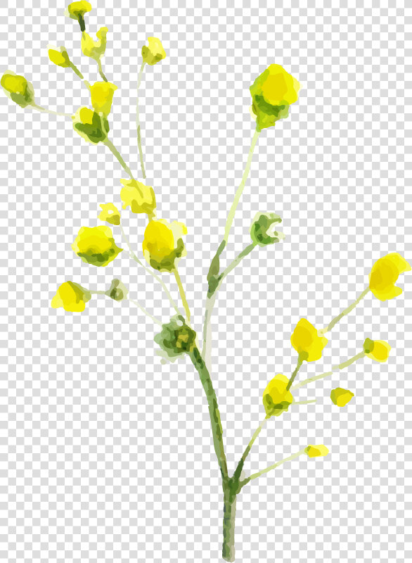 Tansy  HD Png DownloadTransparent PNG