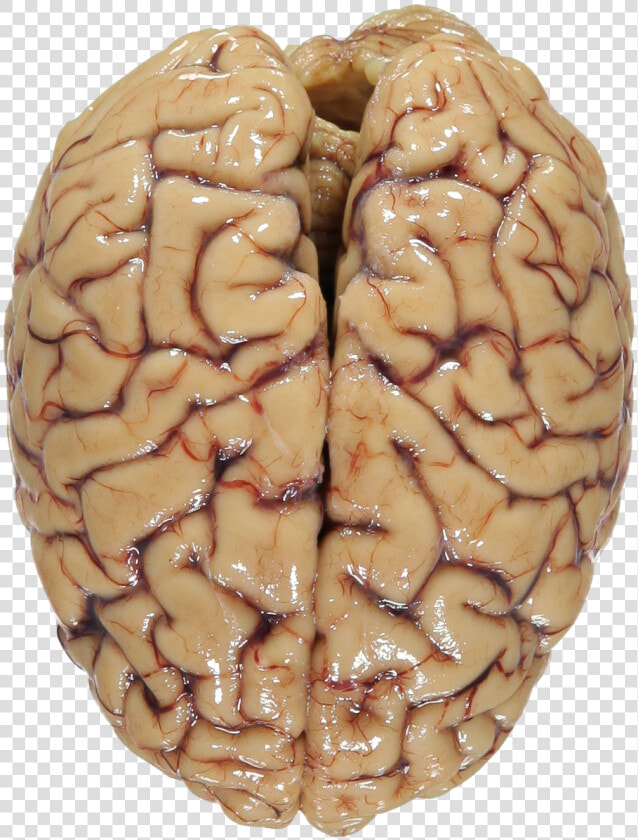 Transparent Brain Png   Human Brain Png Transparent  Png DownloadTransparent PNG