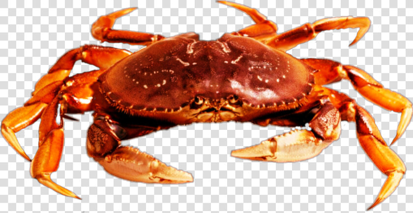  freetoedit  beach  crab   Crab Picsart Png  Transparent PngTransparent PNG