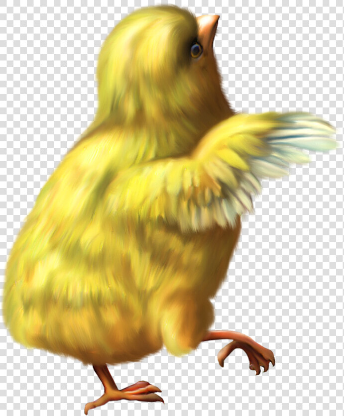 Chicken Png   Chicken Gif Png  Transparent PngTransparent PNG