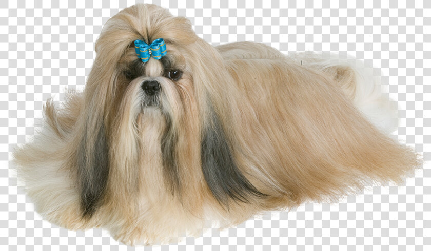 Transparent Shih Tzu Png  Png DownloadTransparent PNG